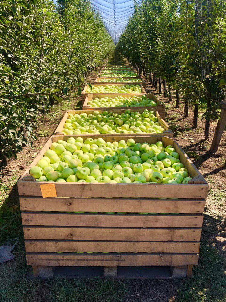 Сбор урожая яблок RIOLA 2019!
